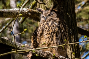 Hibou grand duc